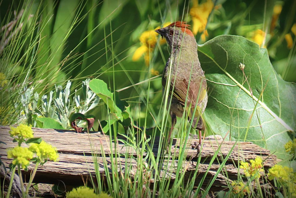 Green-tailed Towhee and sulfur buckwheat