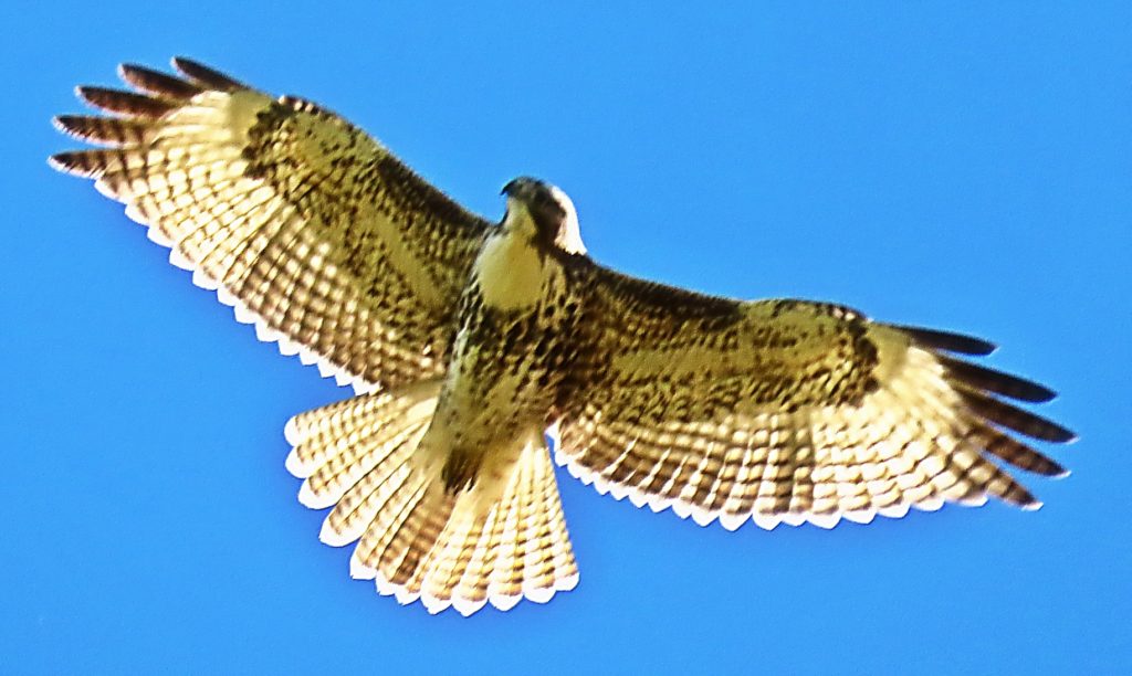 Immature Red-Tailed hawk displays its spread of feathers as praise to the Creator