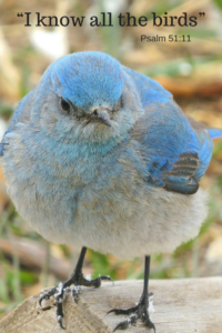 Mountain bluebird is known by God