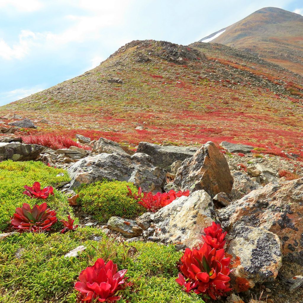 Brightly colored alpine plants praise the LORD in the heights