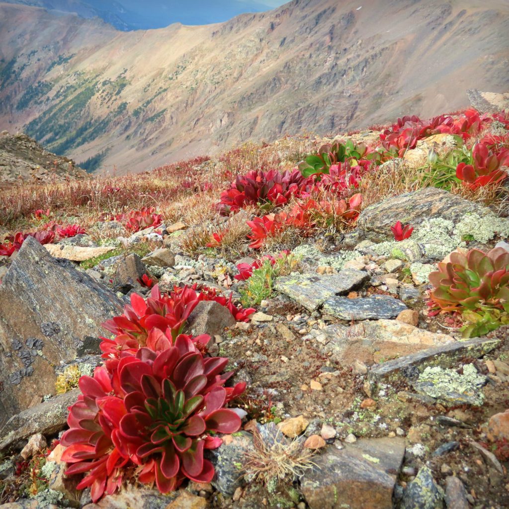 Spring Beauty plants on the top of Parry Peak praise the LORD in the heights