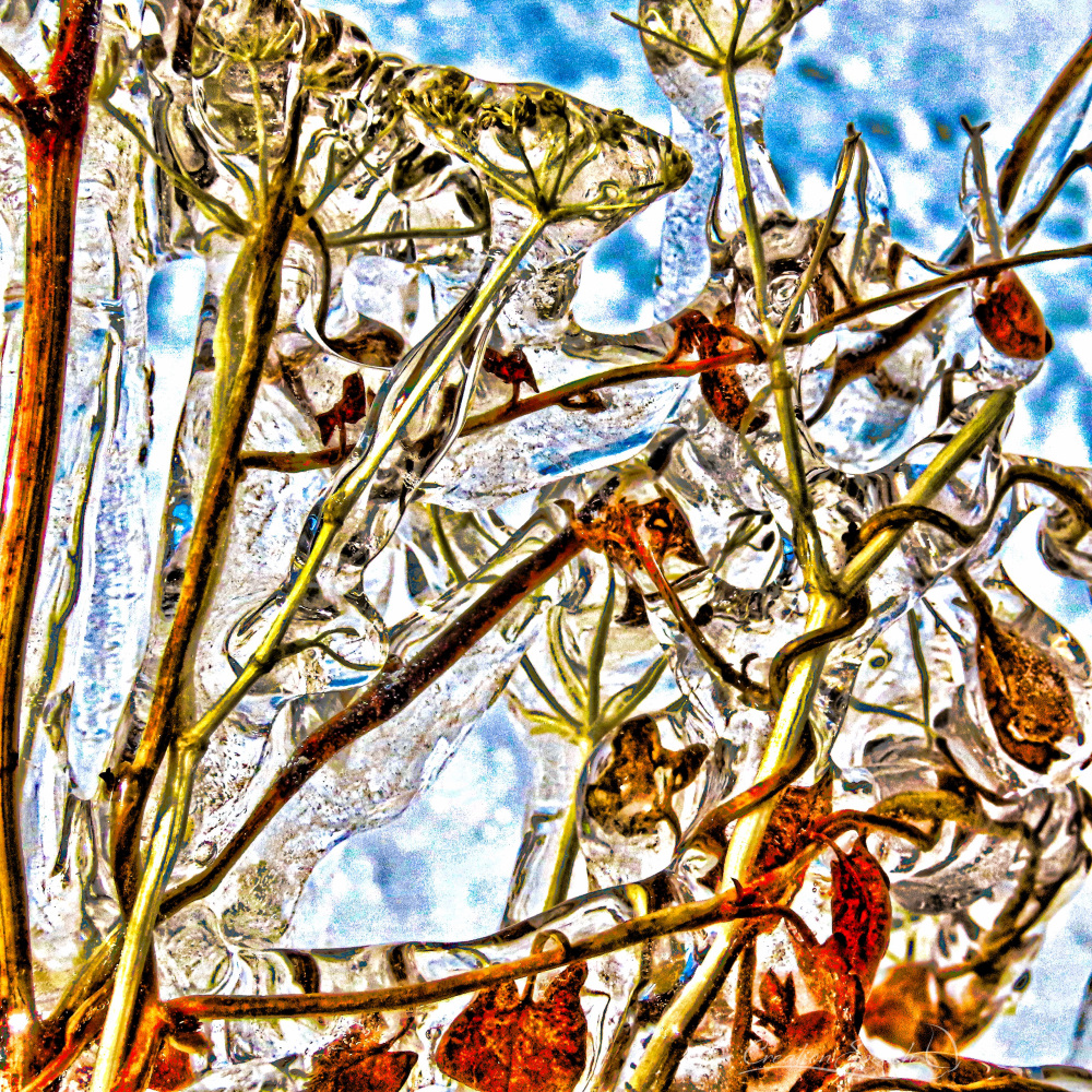 Garden stems and leaves from previous year are coated in ice as breathed by God of beauty