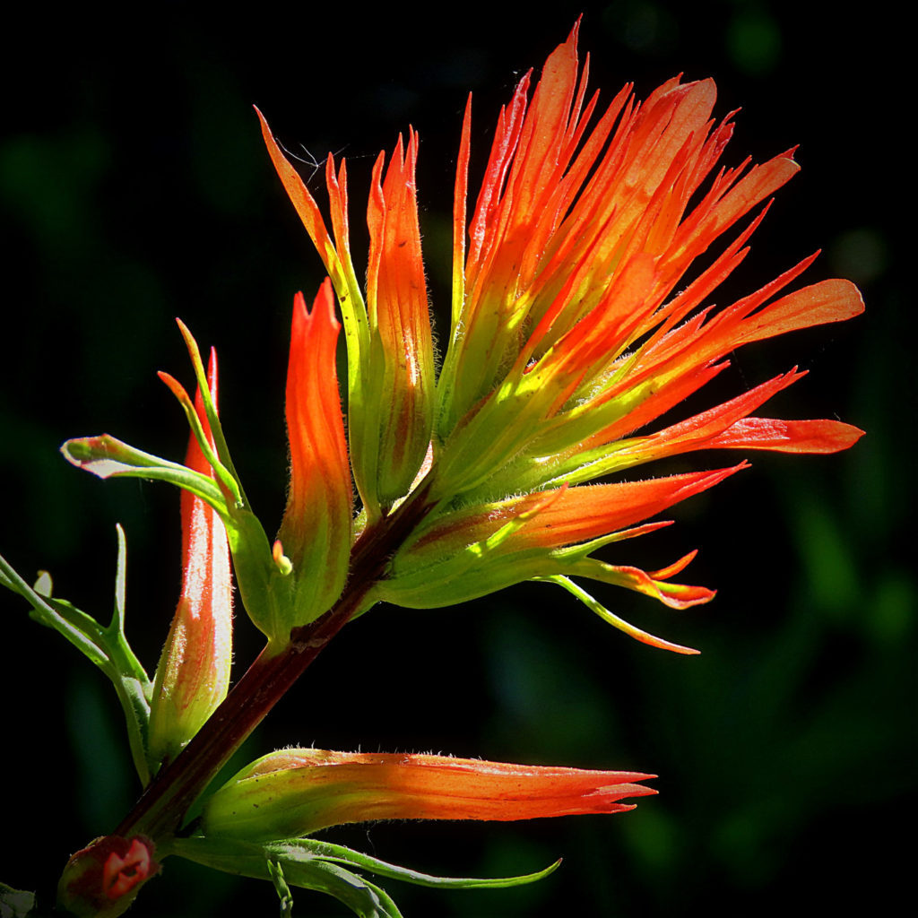 Paintbrush displays bright red-orange colors for God's glory