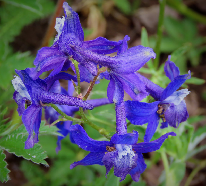 Group of Larkspur wildflowers appear in a form as if dancing in a circle, displaying joyous splendor of God