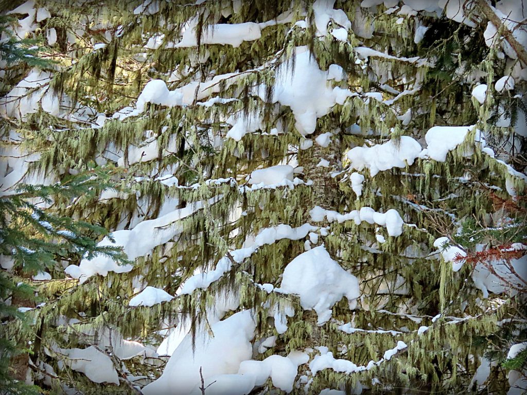 Lichen hanging from pine branches, Jim Creek Trail, Colorado, 2-27-19