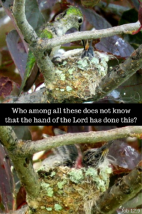 Hummingbird feeding chicks in nest as caused by the Lord