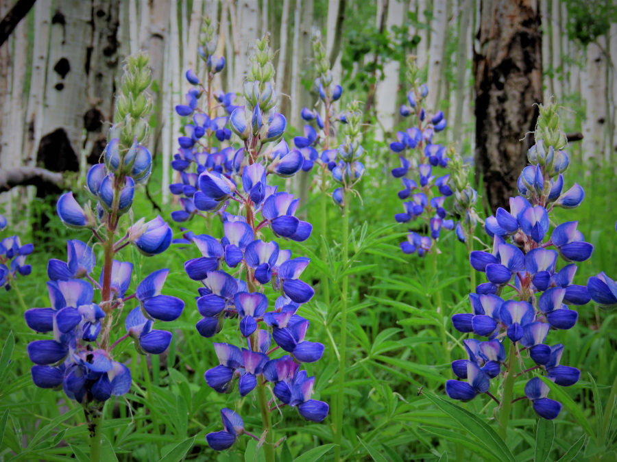 Lupine flowers exulting God with bright colors reflecting the God's splendor