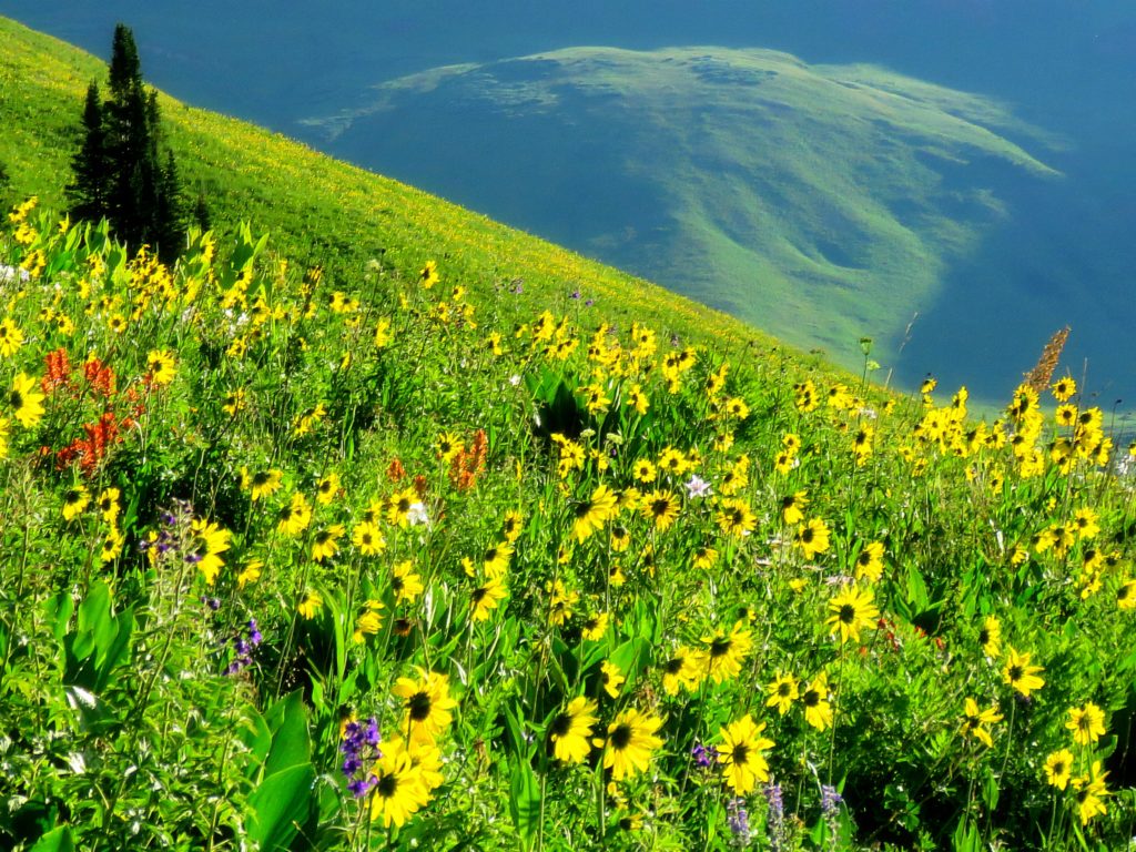 Wildflowers before green mountain side exult the LORD