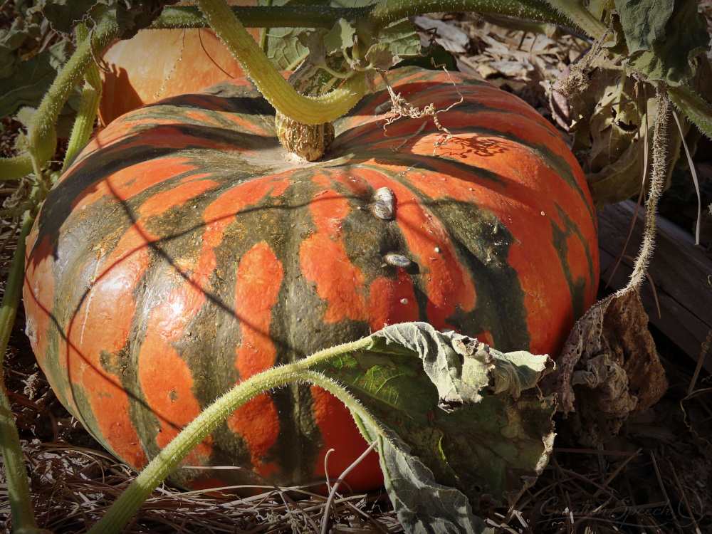 Green-Striped Red Squash in Elizabeth, CO