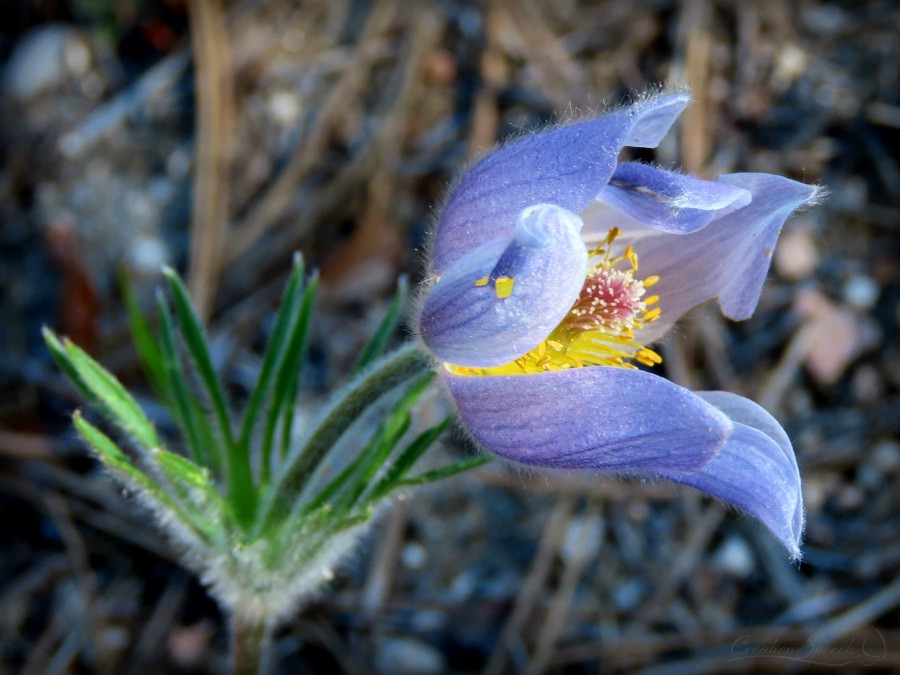 Pasque flower in a neighbors nature sanctuary