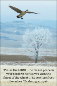 Goose landing in a land covered with frost and picture of peace of God