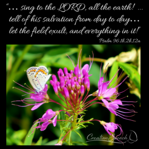 Rocky Mountain Bee flowers and Melissa Blue butterfly are picture of rejoicing in the LORD