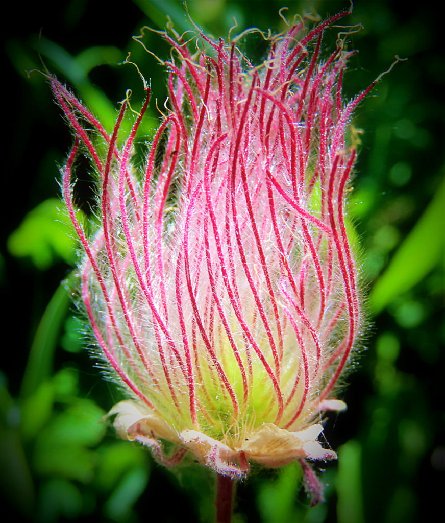 Prairie Smoke reminds me of the Holy Spirit