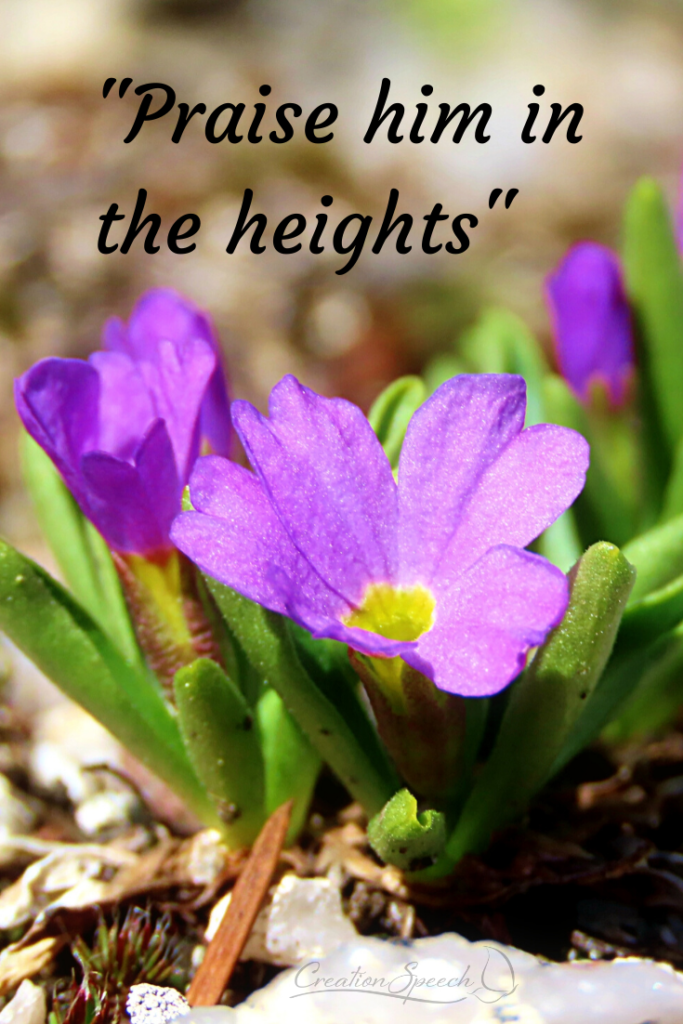 Alpine Primrose praises the LORD with purple, yellow and green colors.