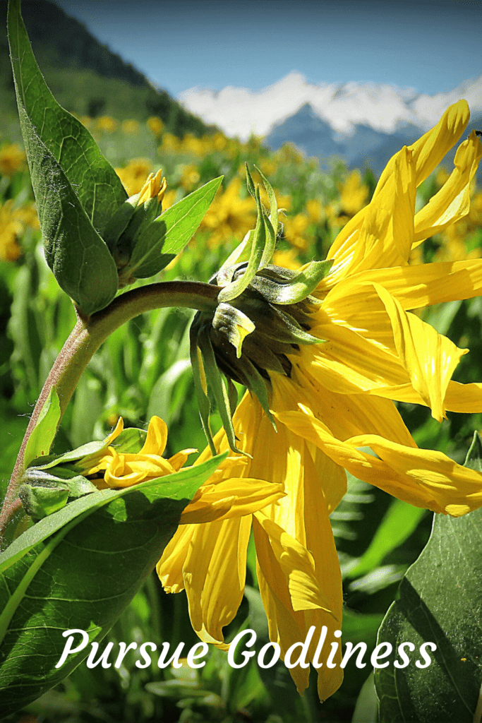 Mule's Ear wildflower bends down as a picture of godly humility