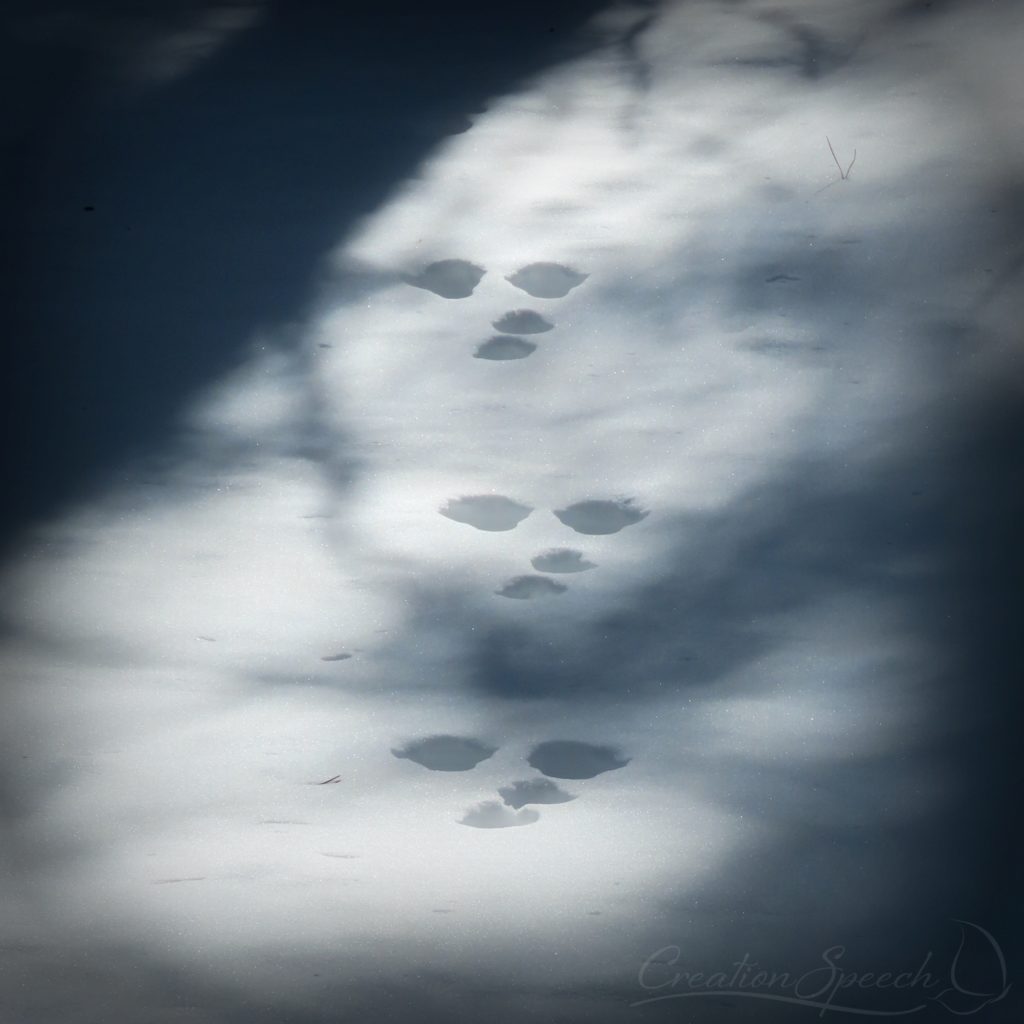 Rabbit tracks in the forest snow, Jim Creek Trail, CO, 2-27-19