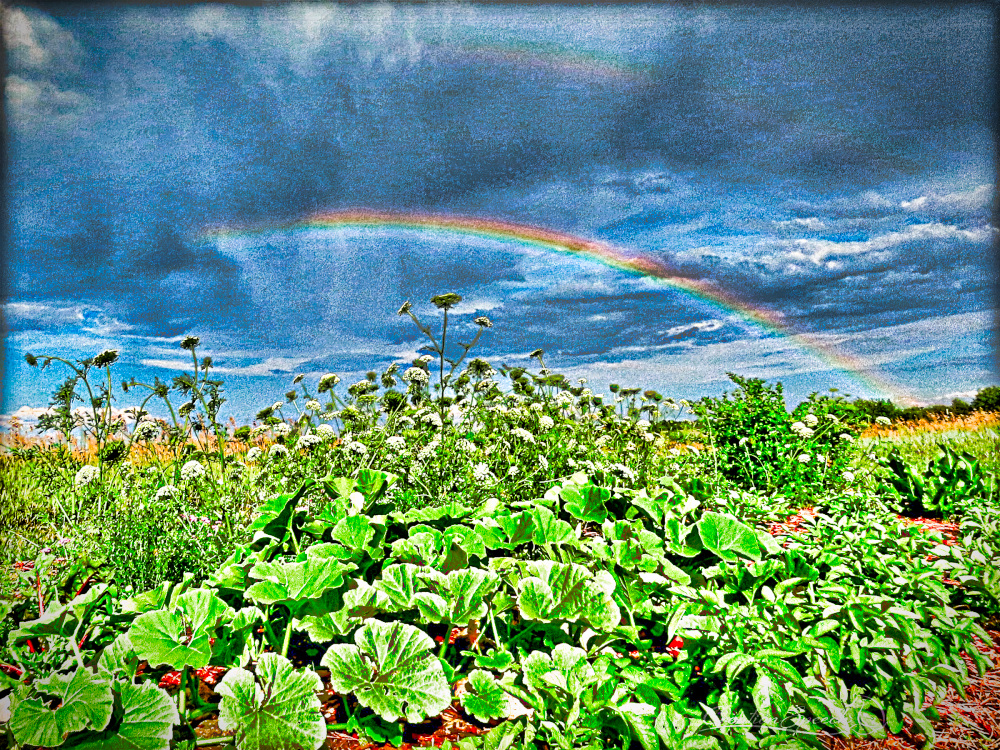 Rainbow over garden with potatoes, squash, carrots going to seed, gooseberries and horseradish