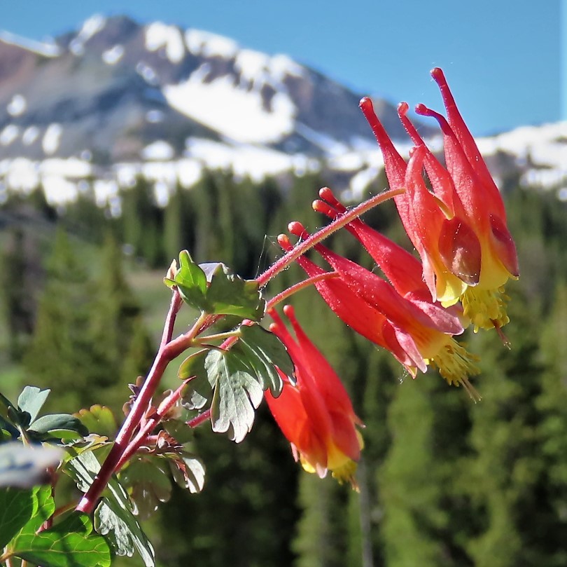 Red Columbine before Ruby Mountain Range is a picture of humble hearts revealing Godly treasures