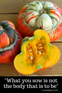 Turban squash with seeds