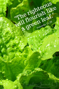 Green leafed lettuce flourishing as will righteous people in Jesus