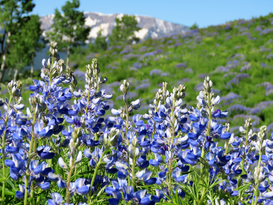 Lupine wildflowers display a hillside breaking forth in singing reflecting God's splendor and majesty