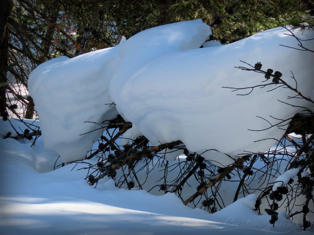 Snow-covered dead tree shows depth, Jim Creek Trail, CO, 2-27-19