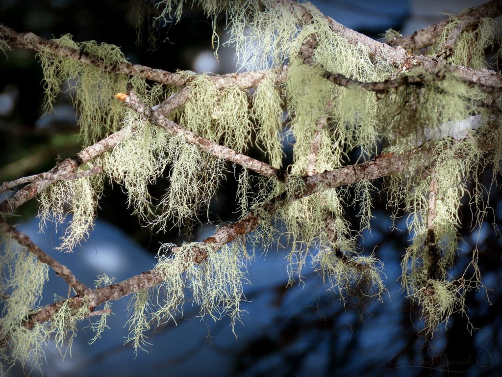 Usnea lichen, Jim Creek Trail, Colorado, 2-27-19