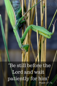 Praying Mantis illustrating patience, waiting on the LORD