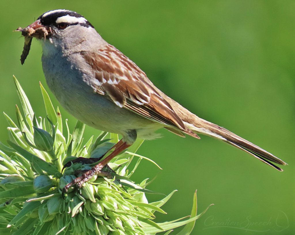 White-Crowned Sparrow with catch of worms on top of Green Gentian