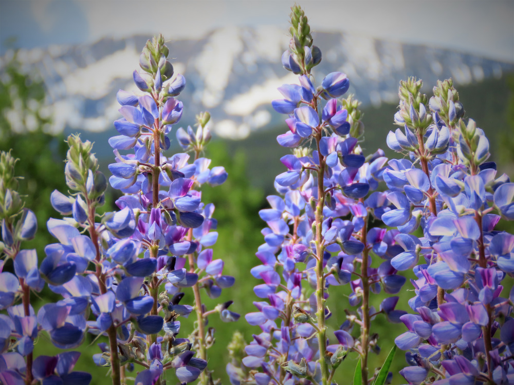 Lupine flowers of high meadows make the hillside appear as singing