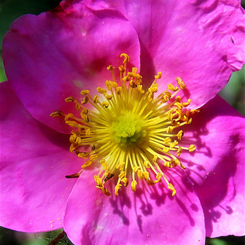 Wild rose displays bright colors for God's glory