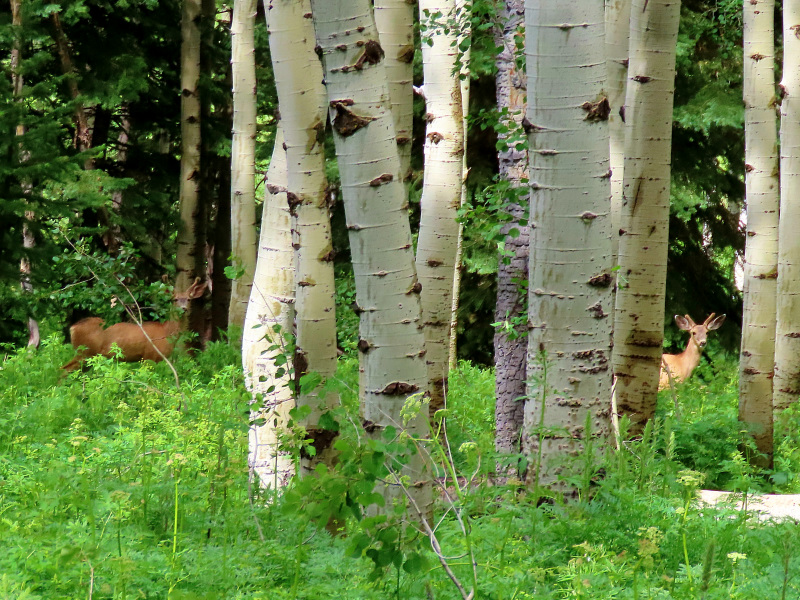 Incredible scene of young bucks in an aspen grove on the Snodgrass trail, Crested Butte, Colorado, display God's splendor and majesty