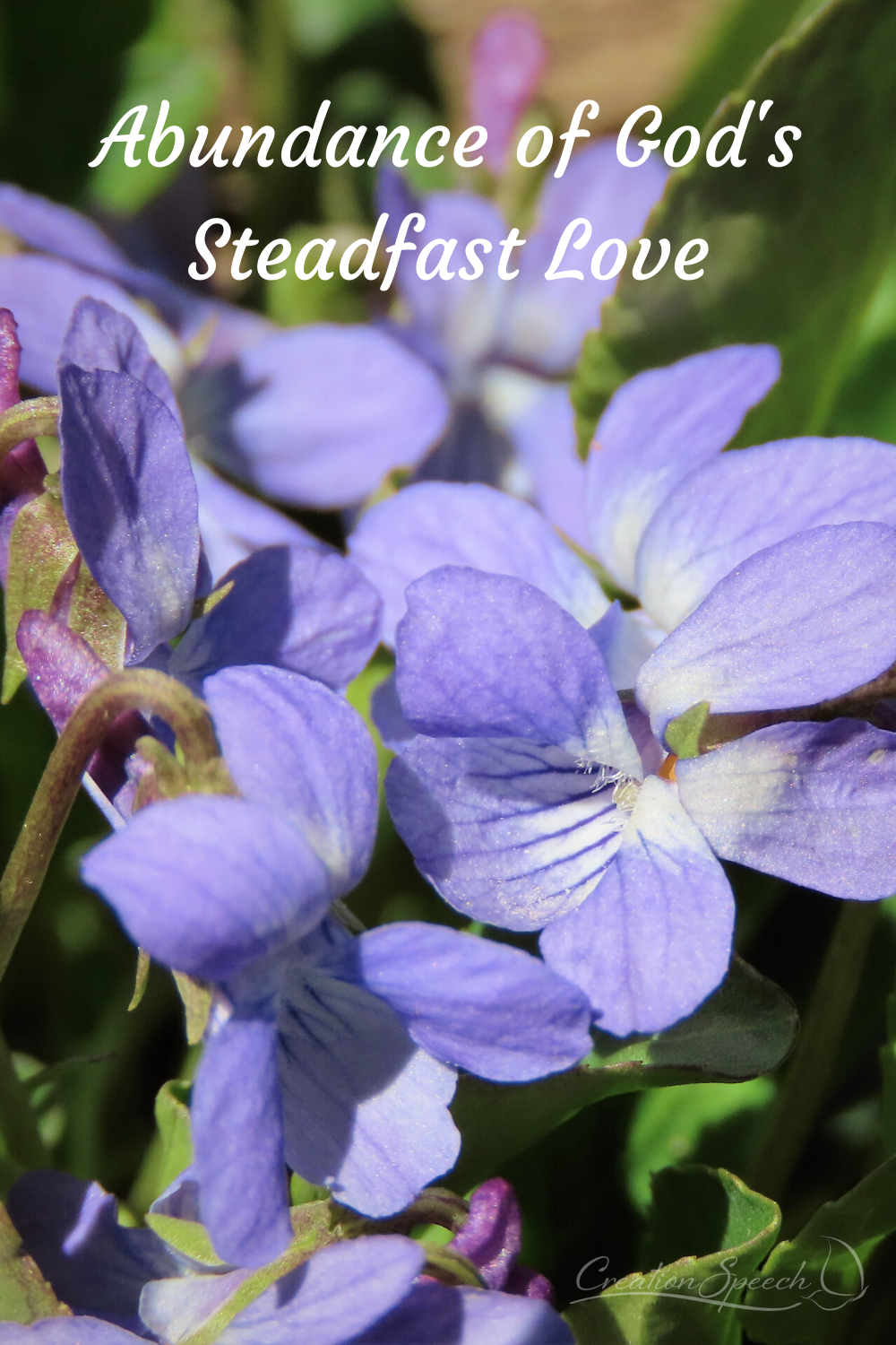 Alpine Violet by the abundance of God's steadfast love