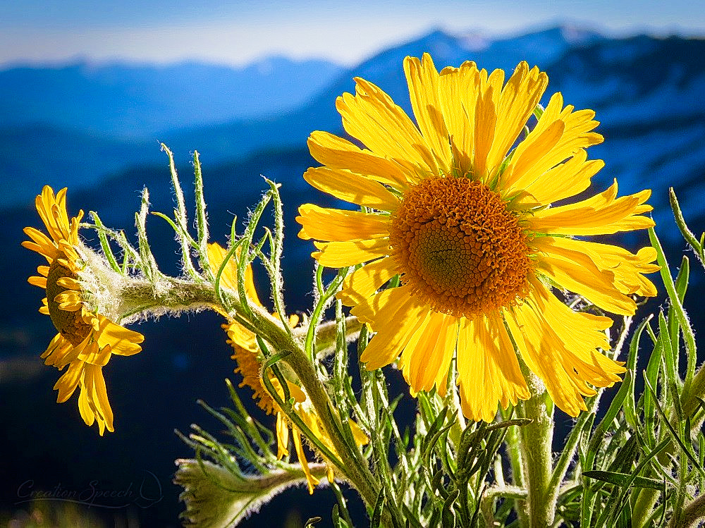 Alpine Sunflower on Scarp Ridge Trail remind us of the light of God that gives us life