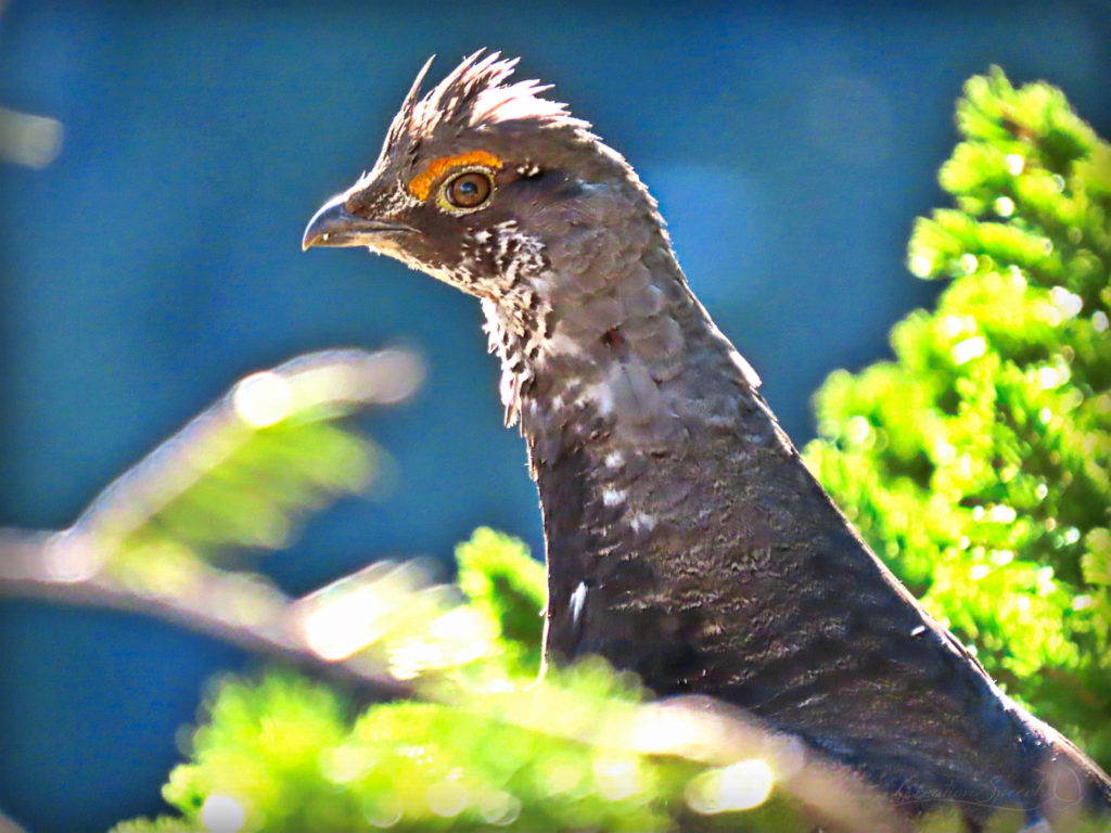 Female Spruce Grouse seen in the abundance of the God's steadfast love