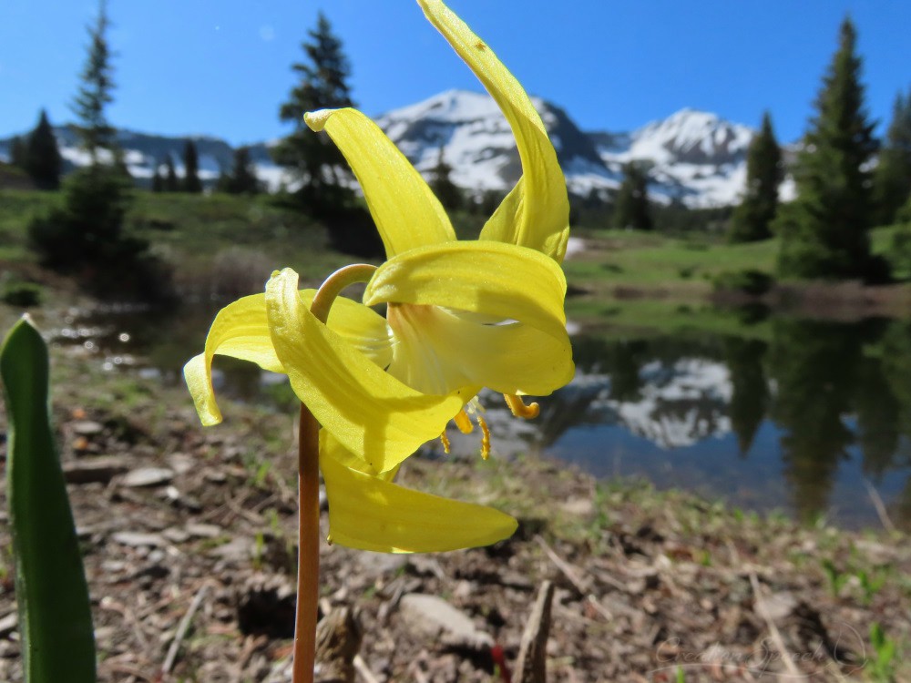 Glacier Lily was a gift according to God's abundant steadfast love