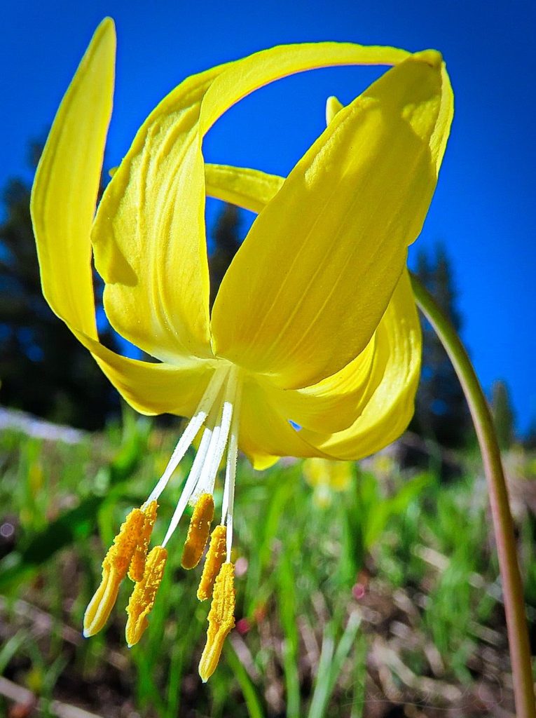 Glacier lily up close, has flare yet humbly bent over before the Maker