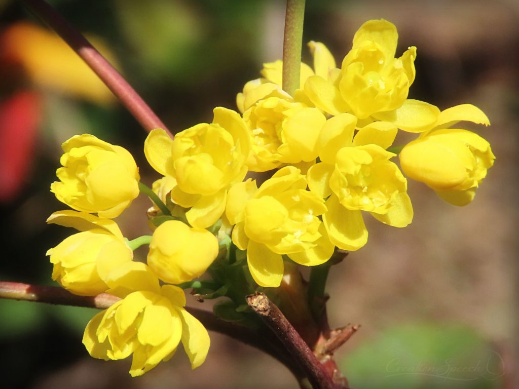 Creeping Barberry proclaims unsearchable riches of Christ