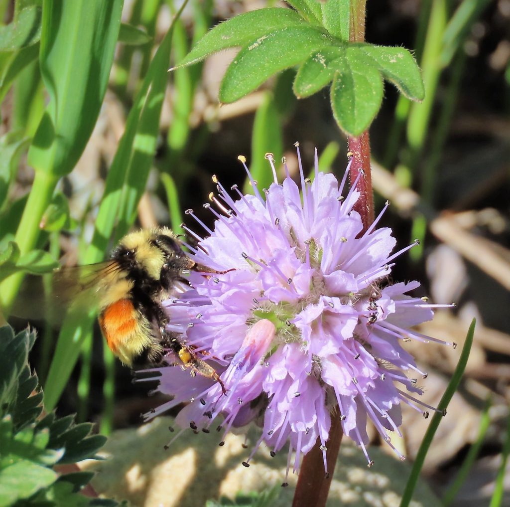 Hunt's Bumble bee on Purple Fringe wildflower display abundance of God's glory