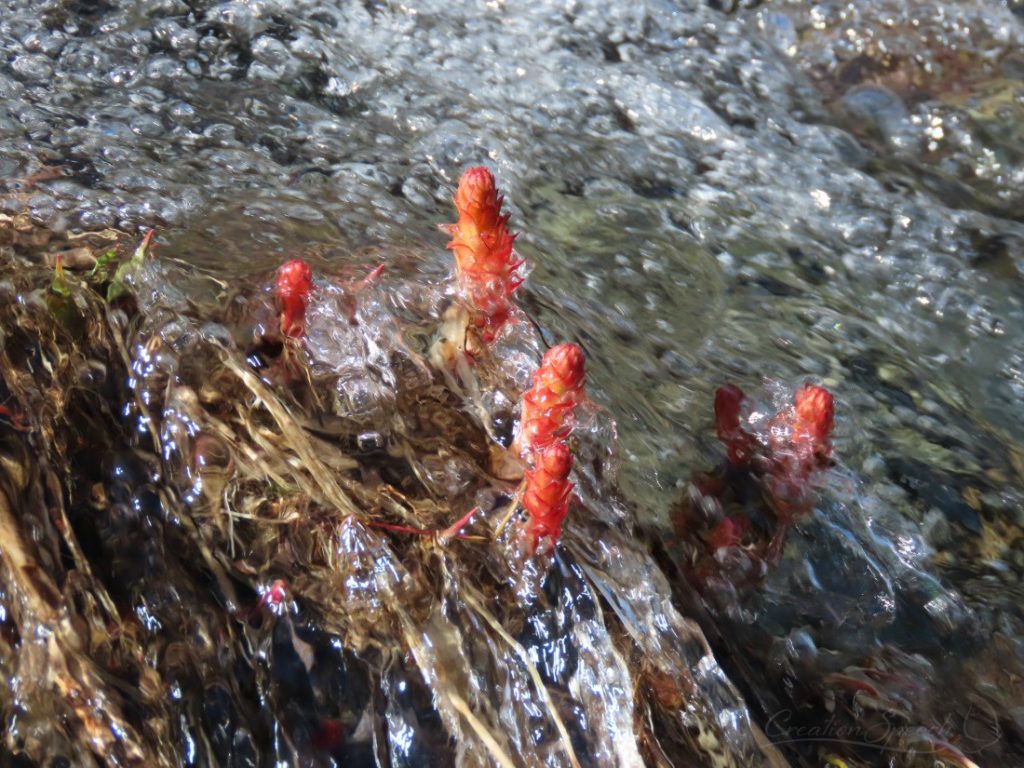 Kings Crown emerging in a stream, Scarp Ridge Trail