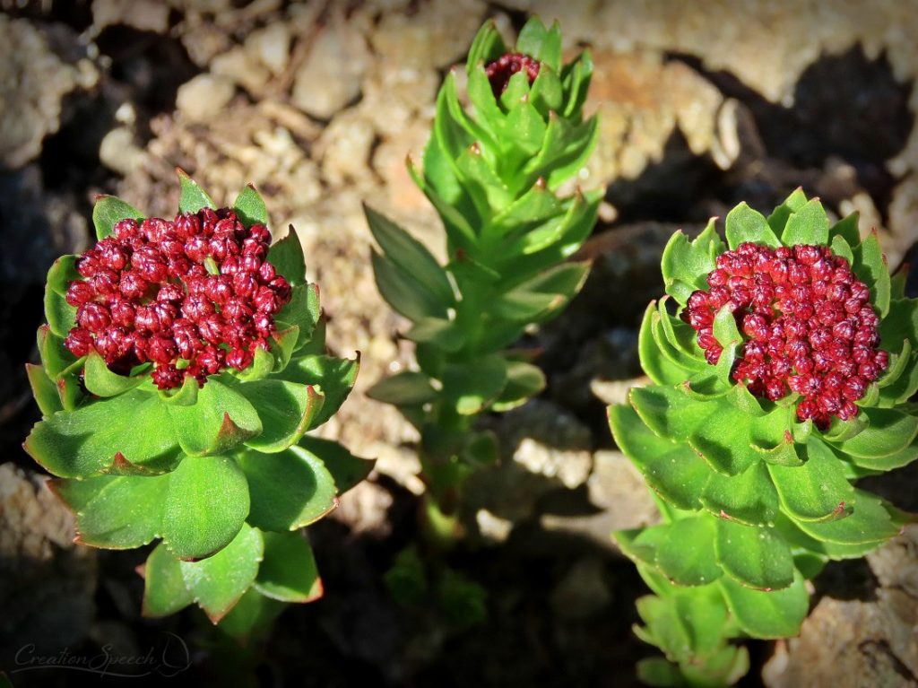 King's Crown in Bloom, Scarp Ridge Trail, reminder of Christ the King