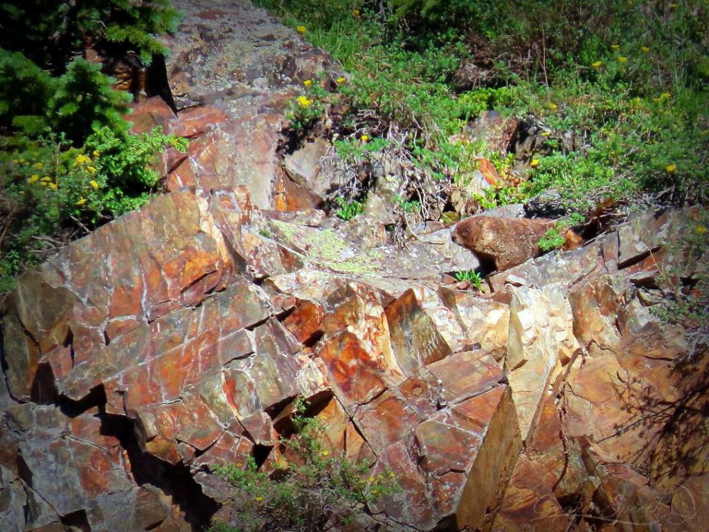 Marmot lives among the beautiful rocks of Poverty Gulch