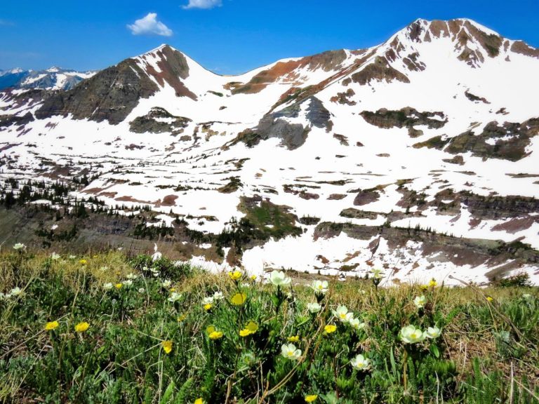 Narcissus anemone and Alpine Avens fill the meadow with color for God's name sake