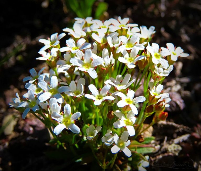 Pygmyflower Rock Jasmine delights the eye for God's name sake