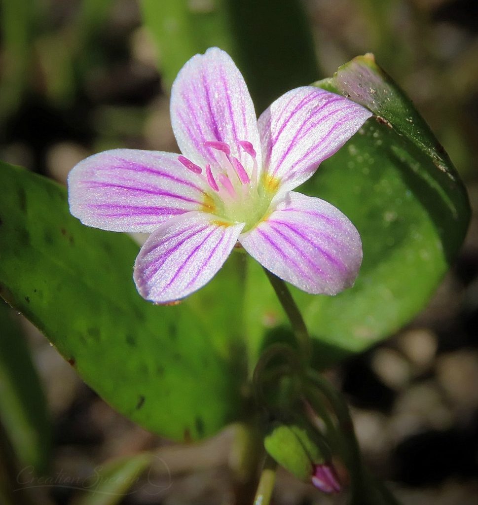 Spring Beauty on Scarp Ridge Trail, let the earth Rejoice in the Lord