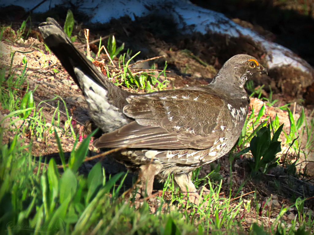 Male Spruce Grouse off Scarp Ridge Trail