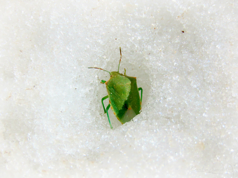 Stink Bug in Ice Field, Scarp Ridge Trail