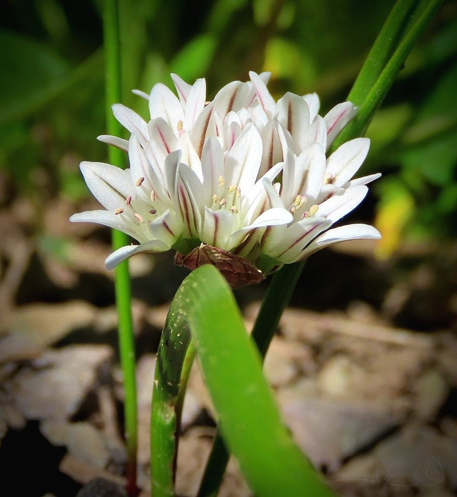 Textile Onion wildflower on Scarp Ridge Trail