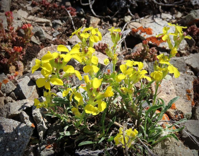 Western Wallflower grows well among the alpine rocks for God's name sake