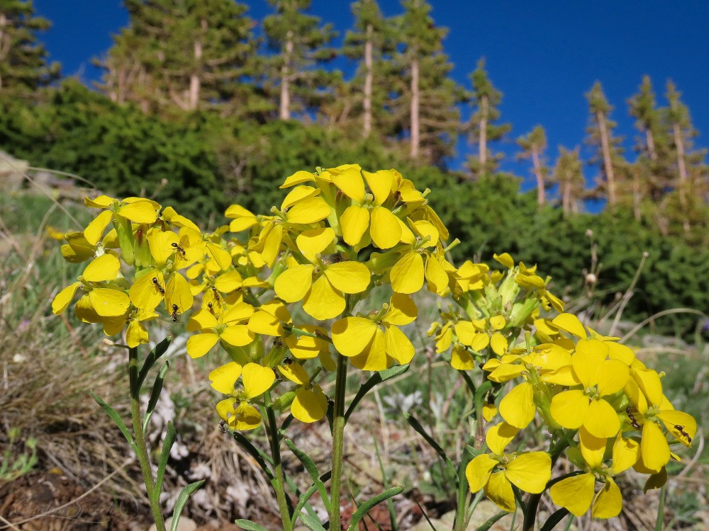 Western Wallflower on Scarp Ridge Trail was a gift of God's steadfast love